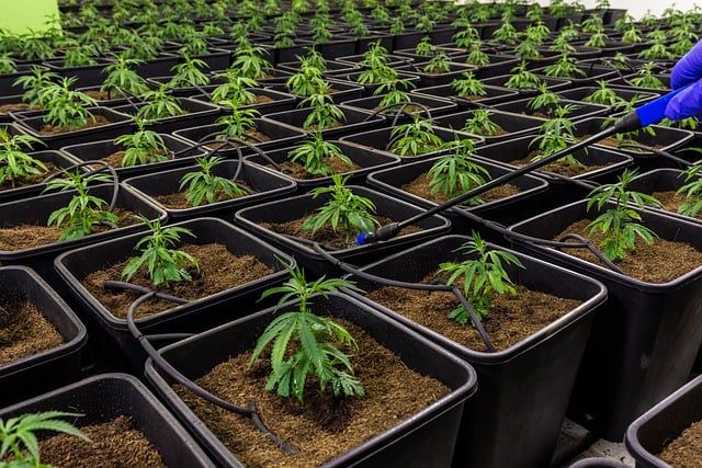 Jak wykorzystać olejki CBD w codziennej diecie?