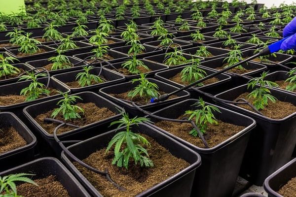 Jak wykorzystać olejki CBD w codziennej diecie?